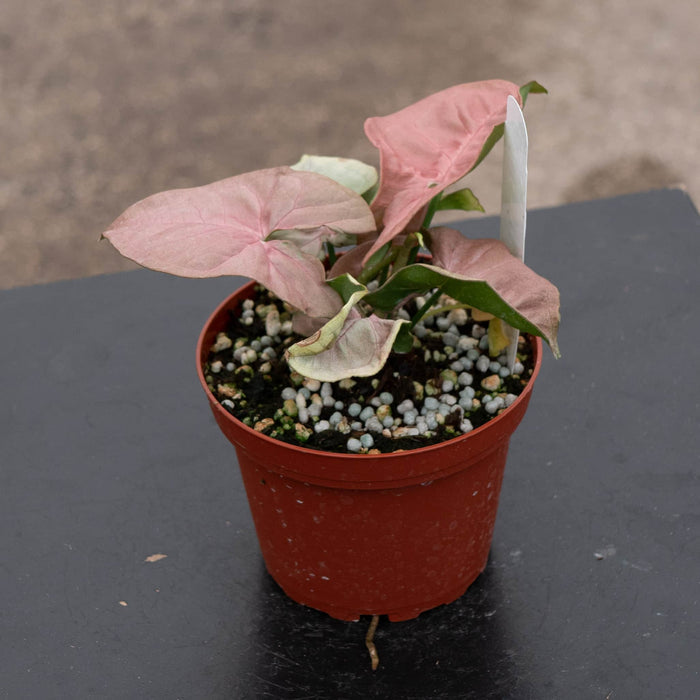Gabriella Plants Syngonium Syngonium podophyllum 'Neon Robusta'
