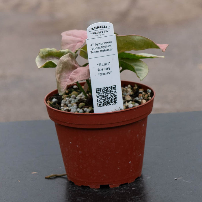 Gabriella Plants Syngonium Syngonium podophyllum 'Neon Robusta'