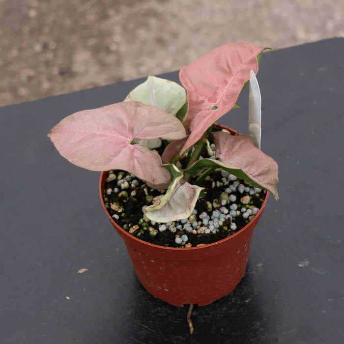 Gabriella Plants Syngonium 4" Syngonium podophyllum 'Neon Robusta'