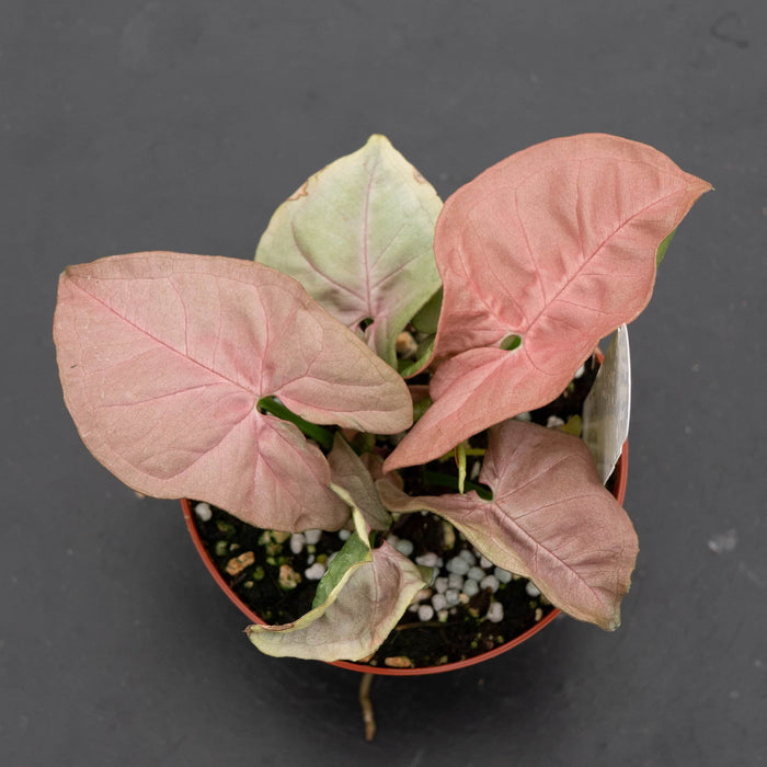 Gabriella Plants Syngonium Syngonium podophyllum 'Neon Robusta'