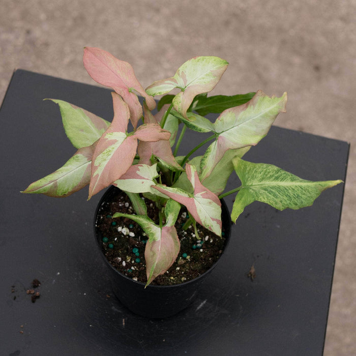 Gabriella Plants Syngonium 4" Syngonium podophyllum 'Orm Nagpum'