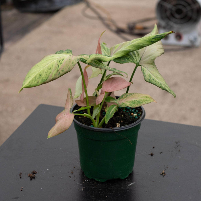Gabriella Plants Syngonium 4" Syngonium podophyllum 'Orm Nagpum'