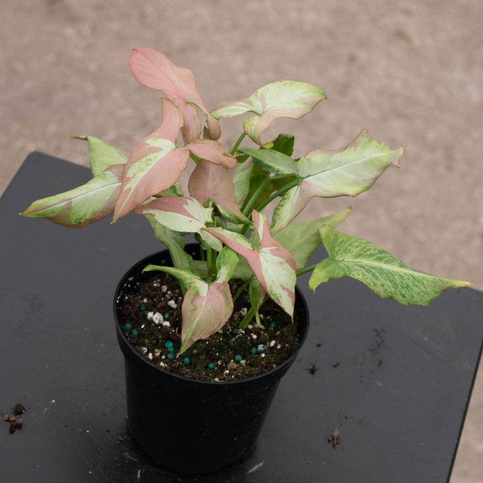 Gabriella Plants Syngonium 4" Syngonium podophyllum 'Orm Nagpum'