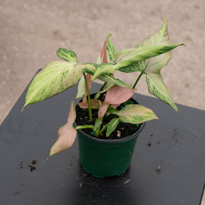 Gabriella Plants Syngonium 4" Syngonium podophyllum 'Orm Nagpum'