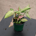 Gabriella Plants Syngonium 4" Syngonium podophyllum 'Orm Nagpum'