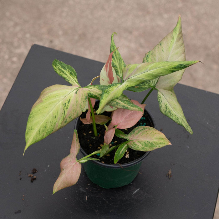 Gabriella Plants Syngonium 4" Syngonium podophyllum 'Orm Nagpum'