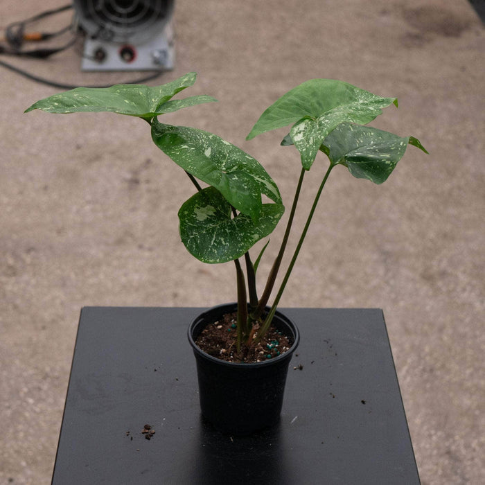Gabriella Plants Syngonium 4" Syngonium podophyllum 'Panda'