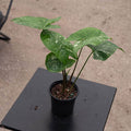 Gabriella Plants Syngonium 4" Syngonium podophyllum 'Panda'