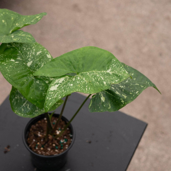 Gabriella Plants Syngonium 4" Syngonium podophyllum 'Panda'