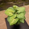 Gabriella Plants 4" Syngonium podophyllum 'Pink Allusion'