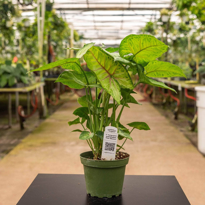 Gabriella Plants Syngonium podophyllum 'Pink Allusion'
