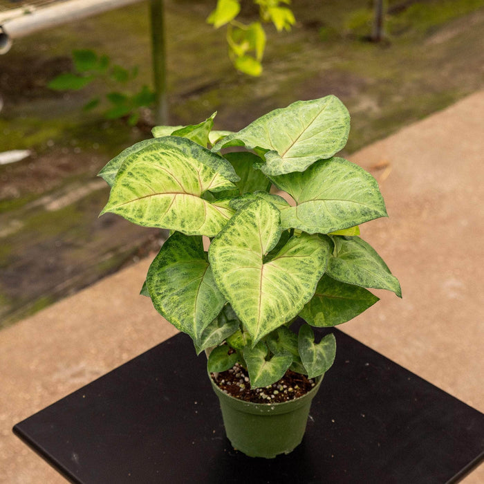 Gabriella Plants Syngonium podophyllum 'Pink Allusion'