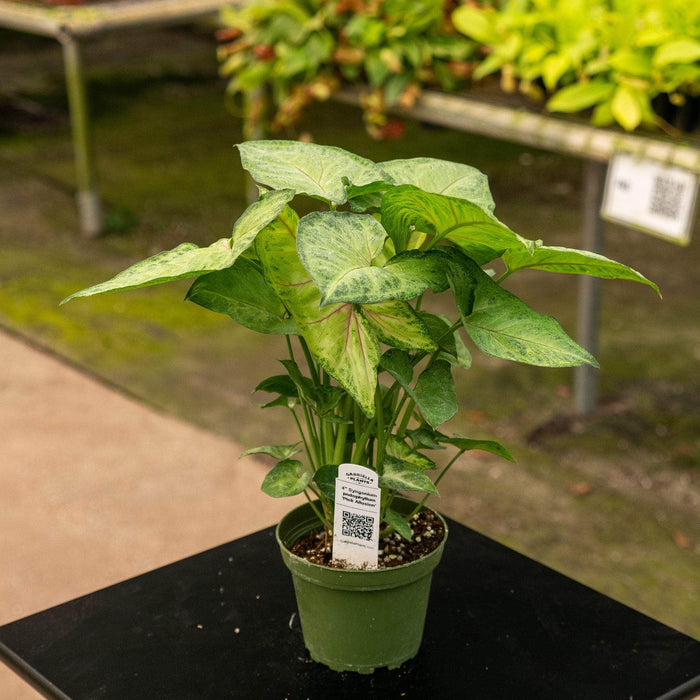 Gabriella Plants Syngonium podophyllum 'Pink Allusion'
