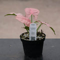 Gabriella Plants Syngonium 4" Syngonium podophyllum ‘Pink Lava’
