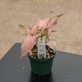 Gabriella Plants Syngonium 4" Syngonium podophyllum 'Pink Perfection'