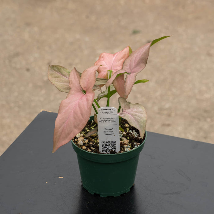 Gabriella Plants Syngonium 4" Syngonium podophyllum 'Pink Perfection'