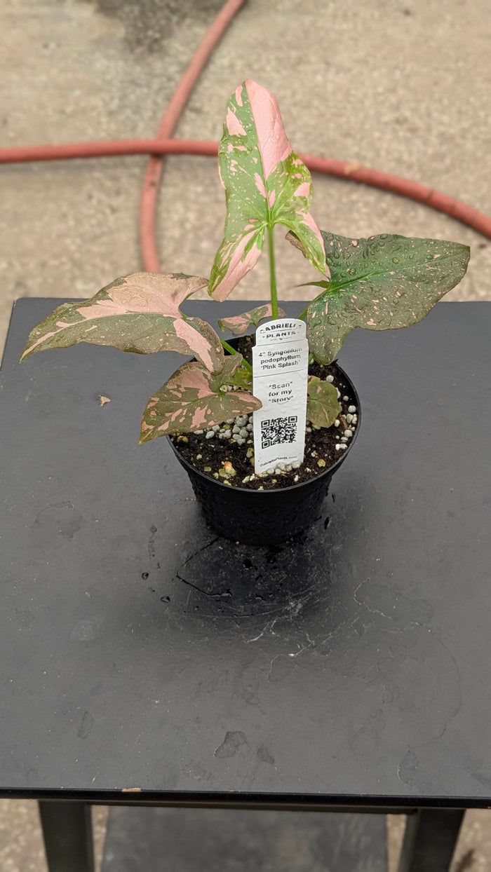 Gabriella Plants Syngonium 4" Syngonium podophyllum 'Pink Splash'