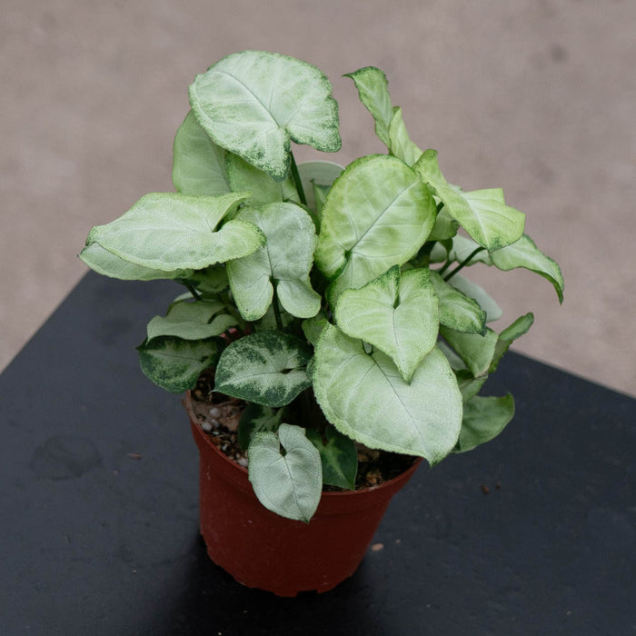 Gabriella Plants Syngonium 4" Syngonium podophyllum 'Pixie'