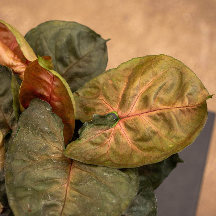 Gabriella Plants Syngonium 4" Syngonium podophyllum 'Plum Allusion'