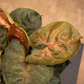 Gabriella Plants Syngonium 4" Syngonium podophyllum 'Plum Allusion'