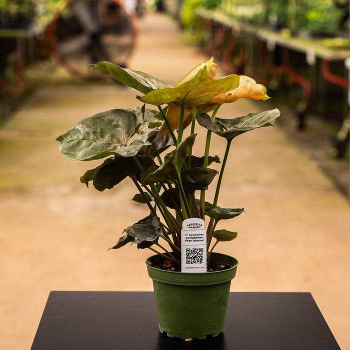 Gabriella Plants Syngonium 4" Syngonium podophyllum 'Plum Allusion'