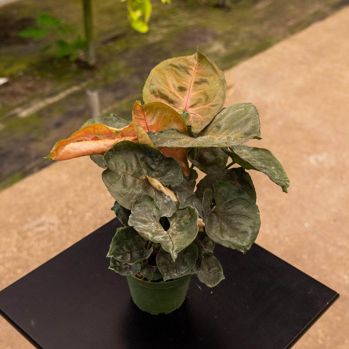 Gabriella Plants Syngonium 4" Syngonium podophyllum 'Plum Allusion'