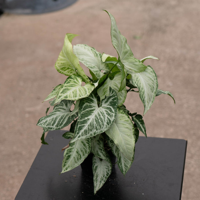 Gabriella Plants Syngonium 4" Syngonium podophyllum 'Randy'