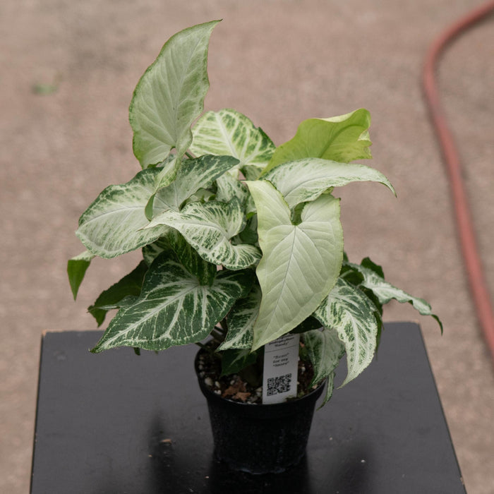 Gabriella Plants Syngonium 4" Syngonium podophyllum 'Randy'