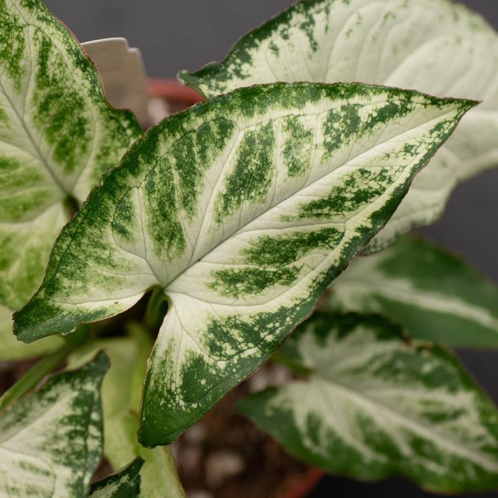 Gabriella Plants Syngonium 4" Syngonium podophyllum 'Randy'