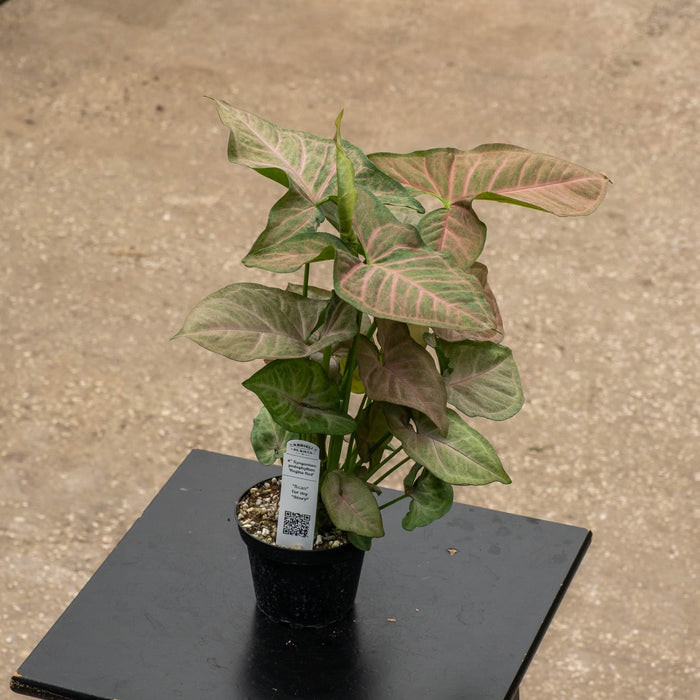 Gabriella Plants Syngonium 4" Syngonium podophyllum 'Regina Red'