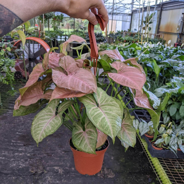 Gabriella Plants Syngonium 5" Hanging Basket Syngonium podophyllum 'Regina Red'
