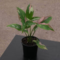 Gabriella Plants Syngonium 4" Syngonium podophyllum 'Tricolor'
