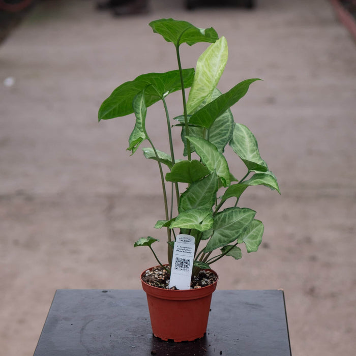 Gabriella Plants Syngonium Syngonium podophyllum 'White Butterfly'