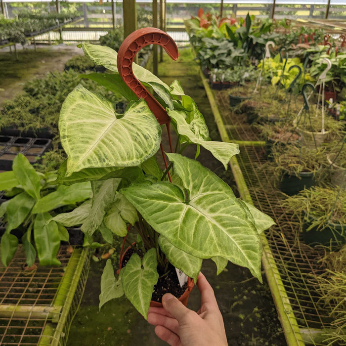 Gabriella Plants Syngonium 5" Hanging Basket Syngonium podophyllum 'White Butterfly'