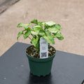 Gabriella Plants Syngonium 4" Syngonium podophyllum ‘Yami Red Wine’