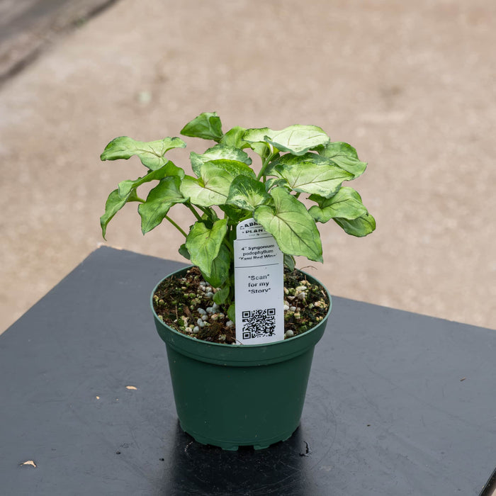 Gabriella Plants Syngonium 4" Syngonium podophyllum ‘Yami Red Wine’