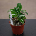 Gabriella Plants Syngonium 4" Syngonium wendlandii