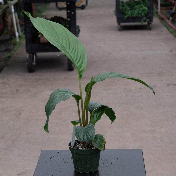 Gabriella Plants 4" Tacca chantrieri "Black Bat"