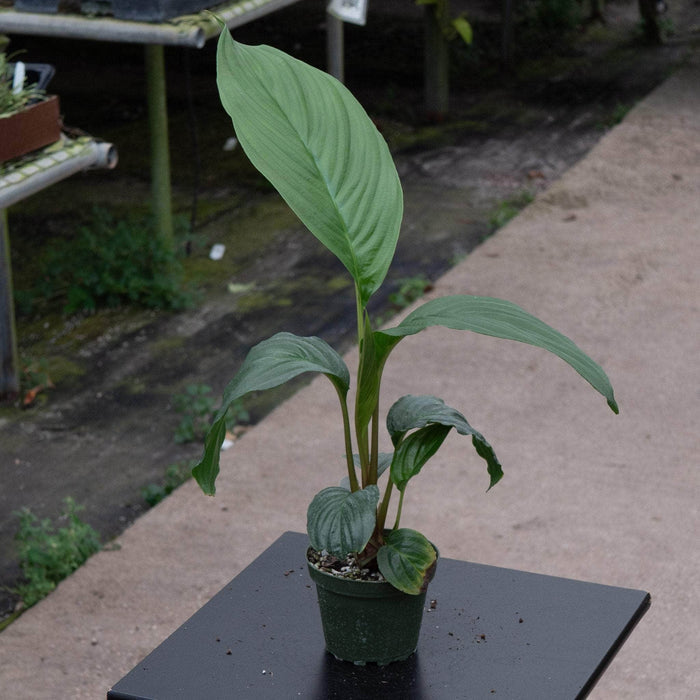 Gabriella Plants 4" Tacca chantrieri "Black Bat"