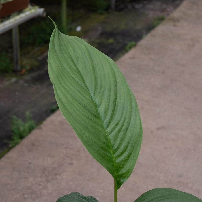 Gabriella Plants 4" Tacca chantrieri "Black Bat"