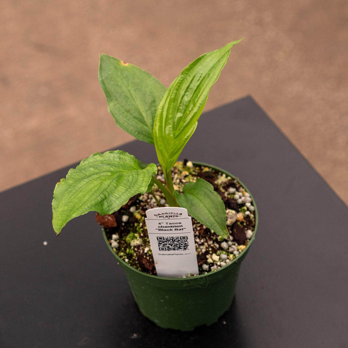 Gabriella Plants 4" Tacca chantrieri "Black Bat"