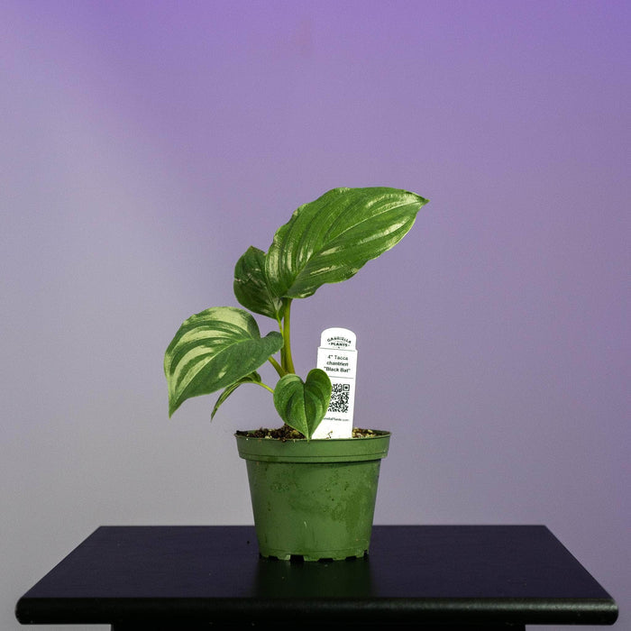 Gabriella Plants 4" Tacca chantrieri "Black Bat"