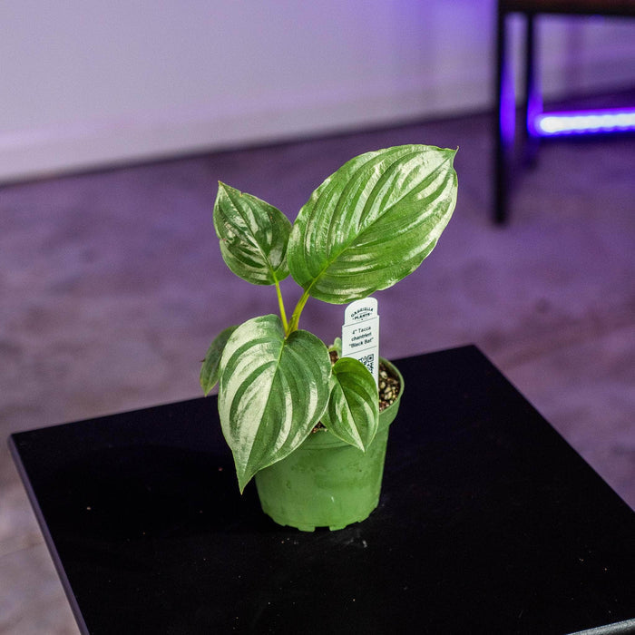 Gabriella Plants 4" Tacca chantrieri "Black Bat"