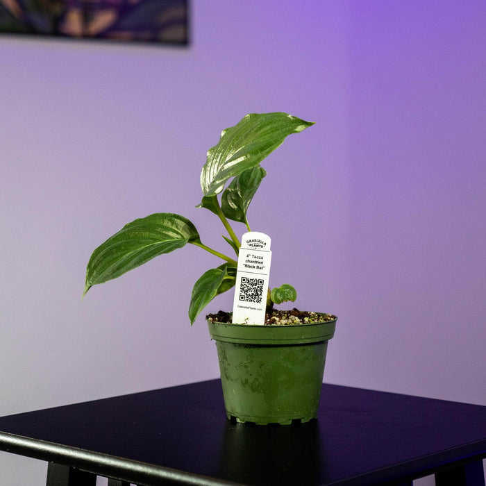 Gabriella Plants 4" Tacca chantrieri "Black Bat"