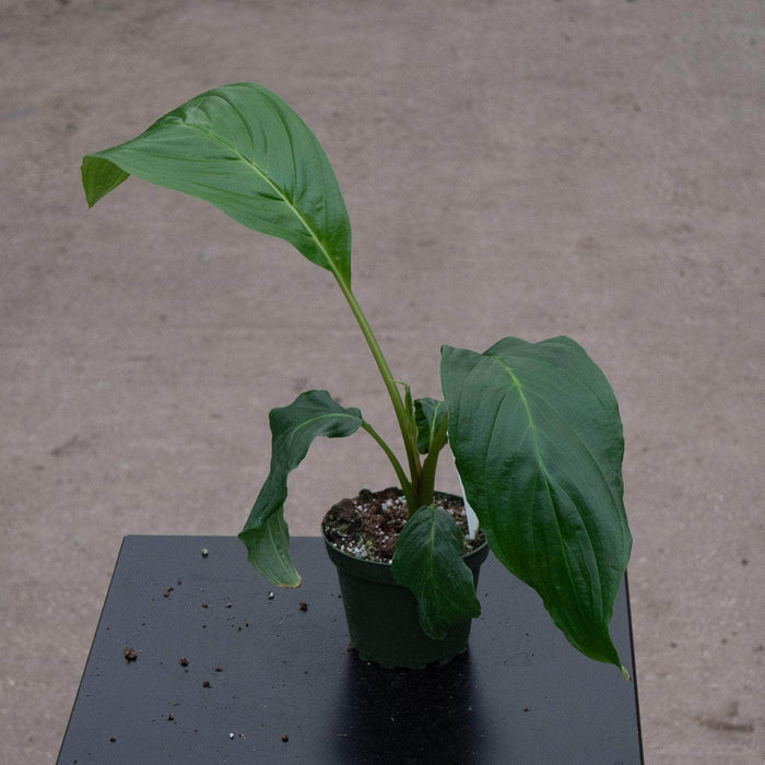 Gabriella Plants Other 4" Tacca integrifolia "White Bat"