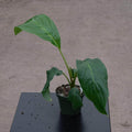 Gabriella Plants Other 4" Tacca integrifolia "White Bat"