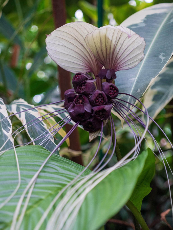 Gabriella Plants Other 4" Tacca integrifolia "White Bat"