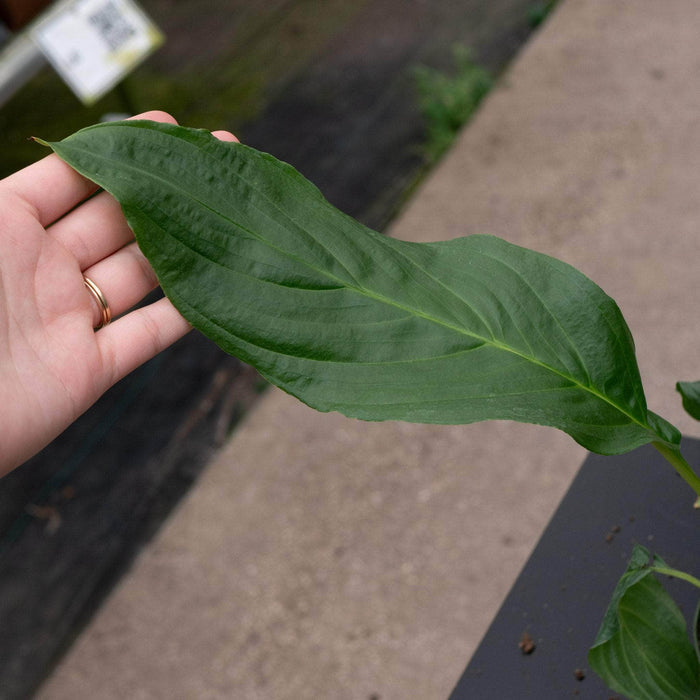 Gabriella Plants Other 4" Tacca integrifolia "White Bat"