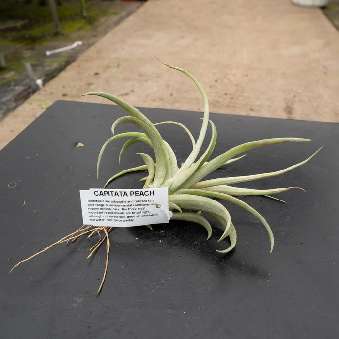 Gabriella Plants Air Plants Tillandsia Assortment 3-Pack