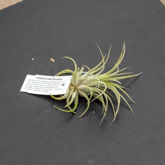 Gabriella Plants Air Plants Tillandsia Assortment 3-Pack